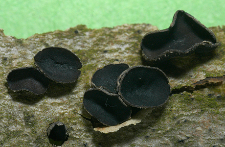 Schwarzbrauner Pappelbecherling (Encoelia fascicularis) - © Heinz Prelicz